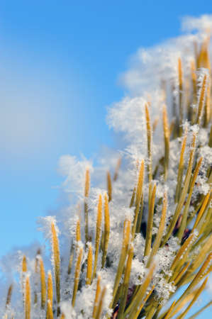 Close up of the hoarfrost on pine needlesの写真素材