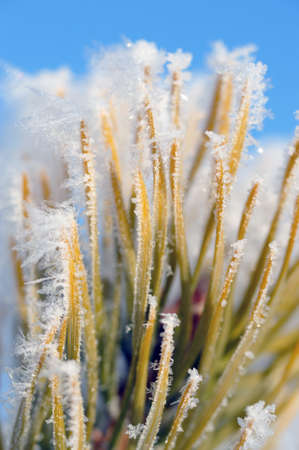 Close up of the hoarfrost on pine needlesの写真素材