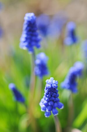 Muscari flowers close up.の写真素材