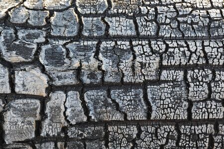 Close-up background of burnt wood