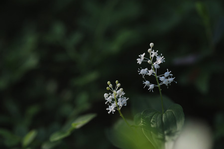 Maianthemum bifolium in magical evening light with shadows and sunrays.の写真素材