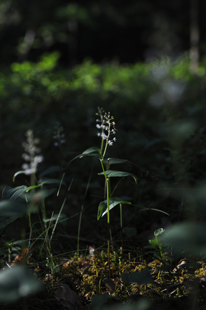 Maianthemum bifolium in magical evening light with shadows and sunrays.の写真素材