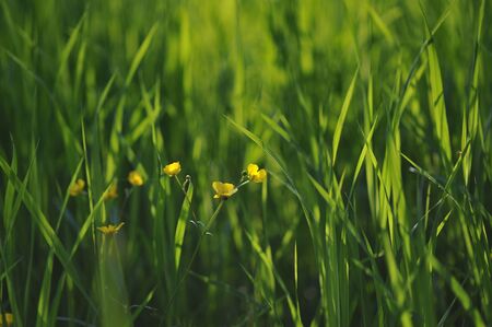 Buttercup deep in green grass.の写真素材