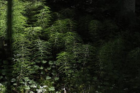 Horsetail in the evening forest in the rays of the setting sunの写真素材