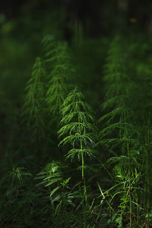 Horsetail in the evening forest in the rays of the setting sunの写真素材