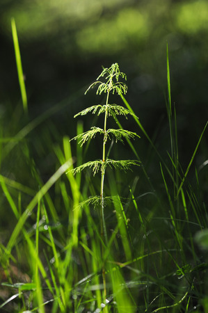 Horsetail in the evening forest in the rays of the setting sunの写真素材