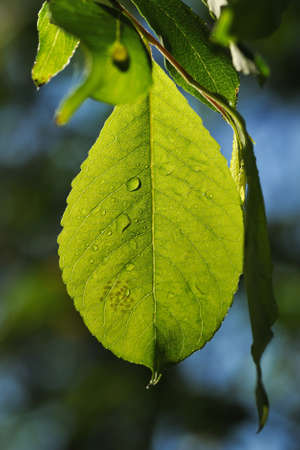 Close up of fresh green leaf