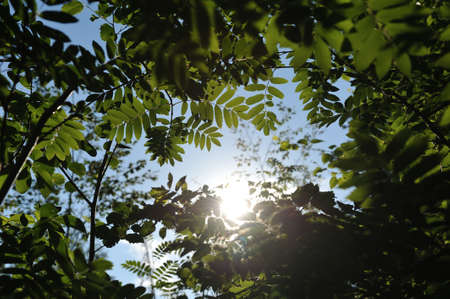 Close up backgrounds of deciduous forest in light of sunset.の写真素材