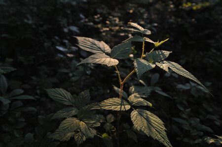 Young ovaries of raspberry in in forest by sunset lightの写真素材