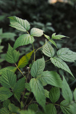 Young ovaries of raspberry in in forest by sunset light