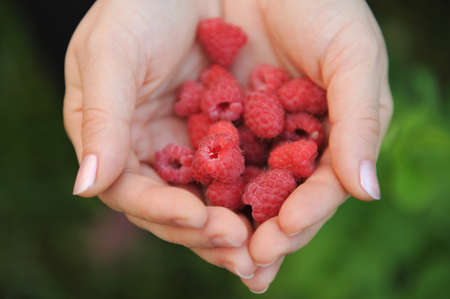 Fresh raspberries in handの写真素材