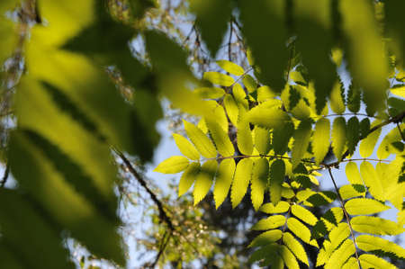 Close up backgrounds of deciduous forest in light of sunset.の写真素材