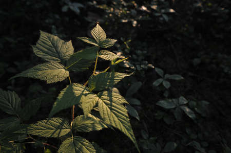 Young ovaries of raspberry in in forest by sunset light