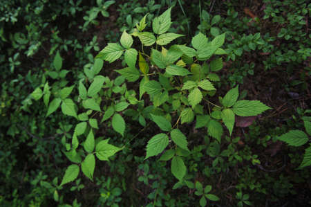 Young ovaries of raspberry in in forest by sunset light