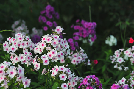 Phlox. Close up of garden flowers.の写真素材