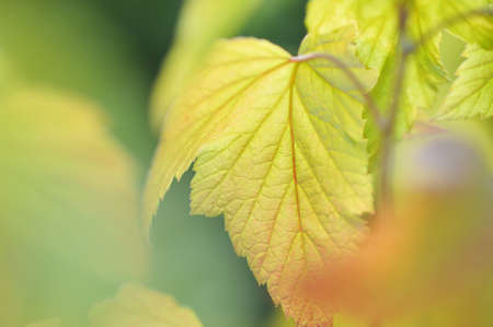 Close up of  black currant leavesの写真素材