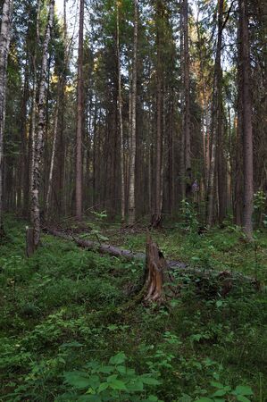 Landscape view  deep in forest