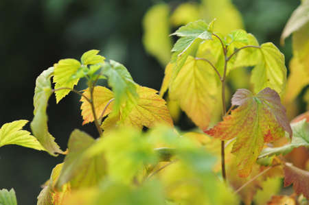 Close up of  black currant leavesの写真素材