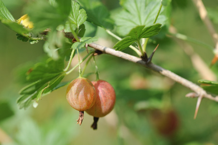 Close up of ripe gooseberries on the bush.の写真素材