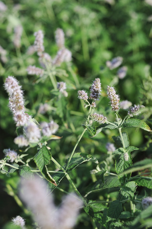 Close up of mint plantsの写真素材