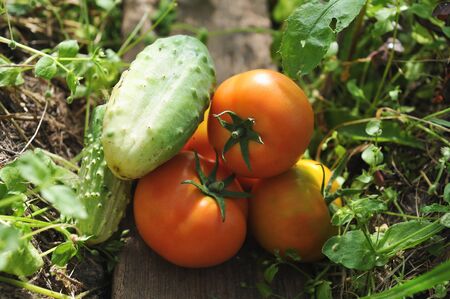 Agriculture. Close up of gathered tomatoes and cucumbers in the greenhouseの写真素材