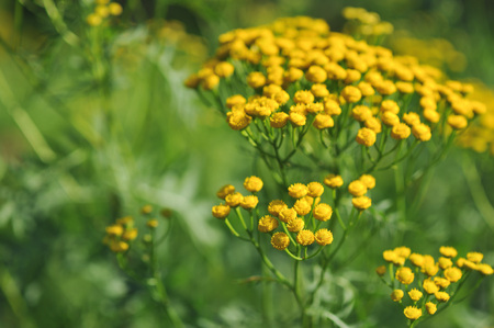 Tansy flowers on the fieldの写真素材