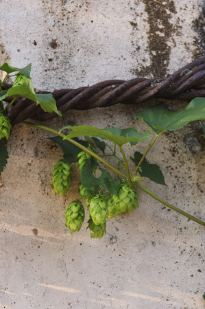 Agriculture. Hops ovaries close up in the light of sunsetの写真素材