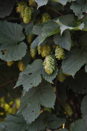 Agriculture. Hops ovaries close up in the light of sunset