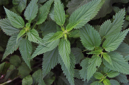 Close up of weed plants. Nettle.