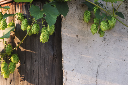 Agriculture. Hops ovaries close up in the light of sunset