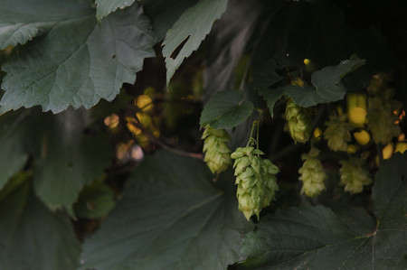 Agriculture. Hops ovaries close up in the light of sunset