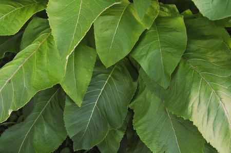 Close up background. Green leaves in garden.