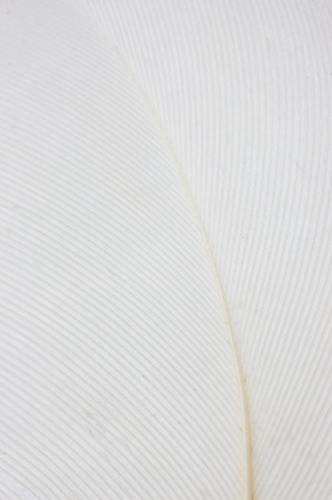 Close up background of white feather.の写真素材