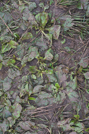 Plantain stained and spattered with mud flying from under the wheels of passing cars beside the claim road.の写真素材