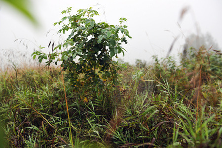 Spider web in foggy early morning in beginning of autumn with dew dropsの写真素材
