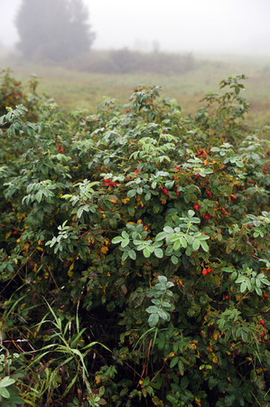 Field in foggy early morning in beginning of autumn with dew on grass and dogrose bushes.の写真素材