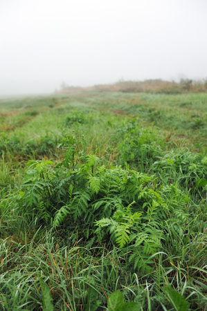 Beginning of autumn. Foggy morning on the field with dew on grass and spider websの写真素材
