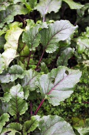 Close up of beet leaves with raindrops.