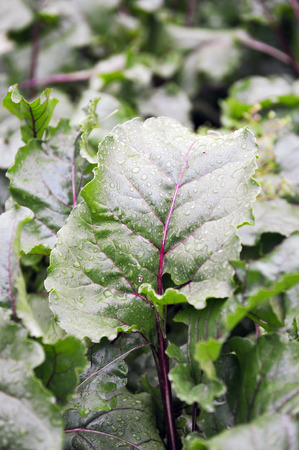 Close up of beet leaves with raindrops.の写真素材