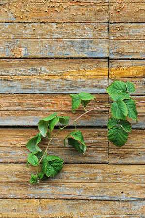 Vintage wooden deck close up.
