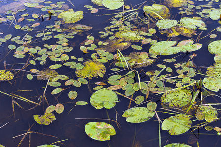 Little ponds surface in beginning of autumn.の写真素材