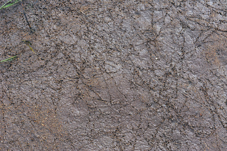 Close up of wet river sand with tracks of mollusc