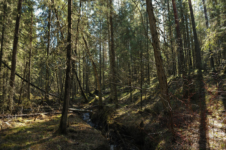 Taiga ravine. Windfall with a broken, fallen to the ground trees and flowing through a ravine brook.の写真素材
