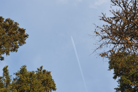 Plane high in the sky under the forest