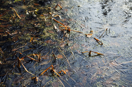 view under thin ice on the lake.の写真素材
