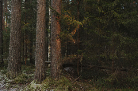 Landscape. Trees in the taiga forest.の写真素材
