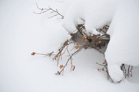 The bush of black currant covered with snow, in the middle of winterの写真素材