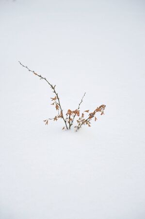The gooseberry bush is covered with snow, in the middle of winterの写真素材