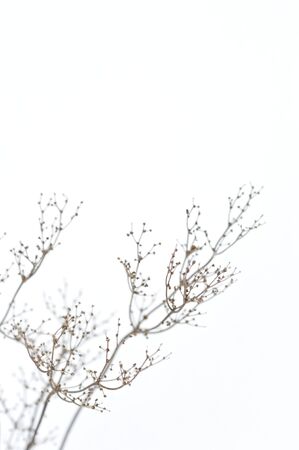 Close up photograph of snow covered plants details on the field.の写真素材