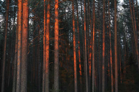 Sunset light in taiga forestの写真素材